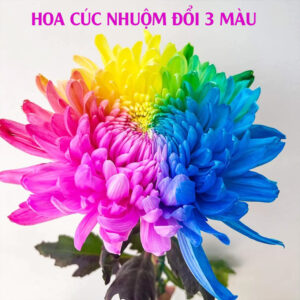 HƯỚNG DẪN NHUỘM ĐỔI 1 MÀU HOA THÀNH 7 SẮC CẦU VỒNG (TRÊN CÙNG 1 BÔNG HOA)