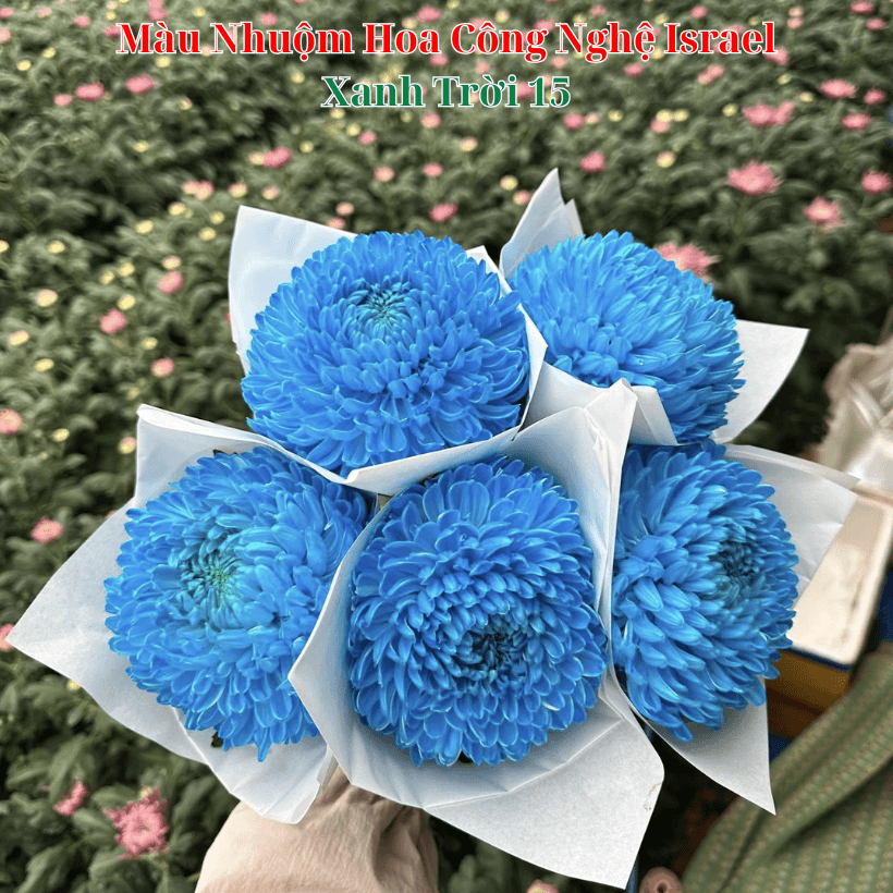 Nước Nhuộm Hoa Cúc Mẫu Đơn Màu Xanh Dương