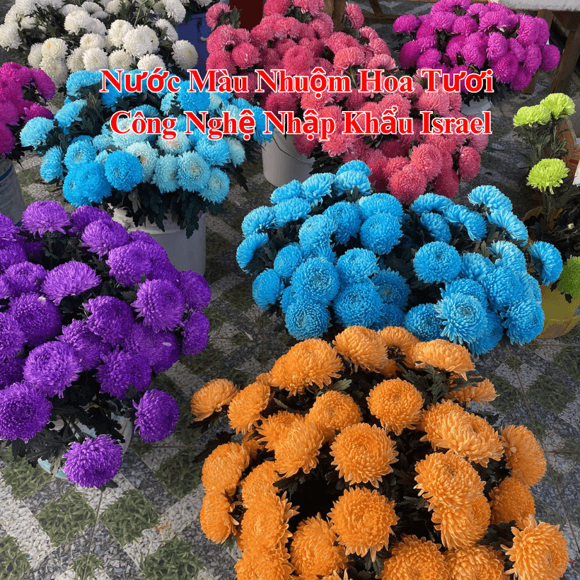 Nước Nhuộm Hoa Cúc Mẫu Đơn Màu Xanh Dương