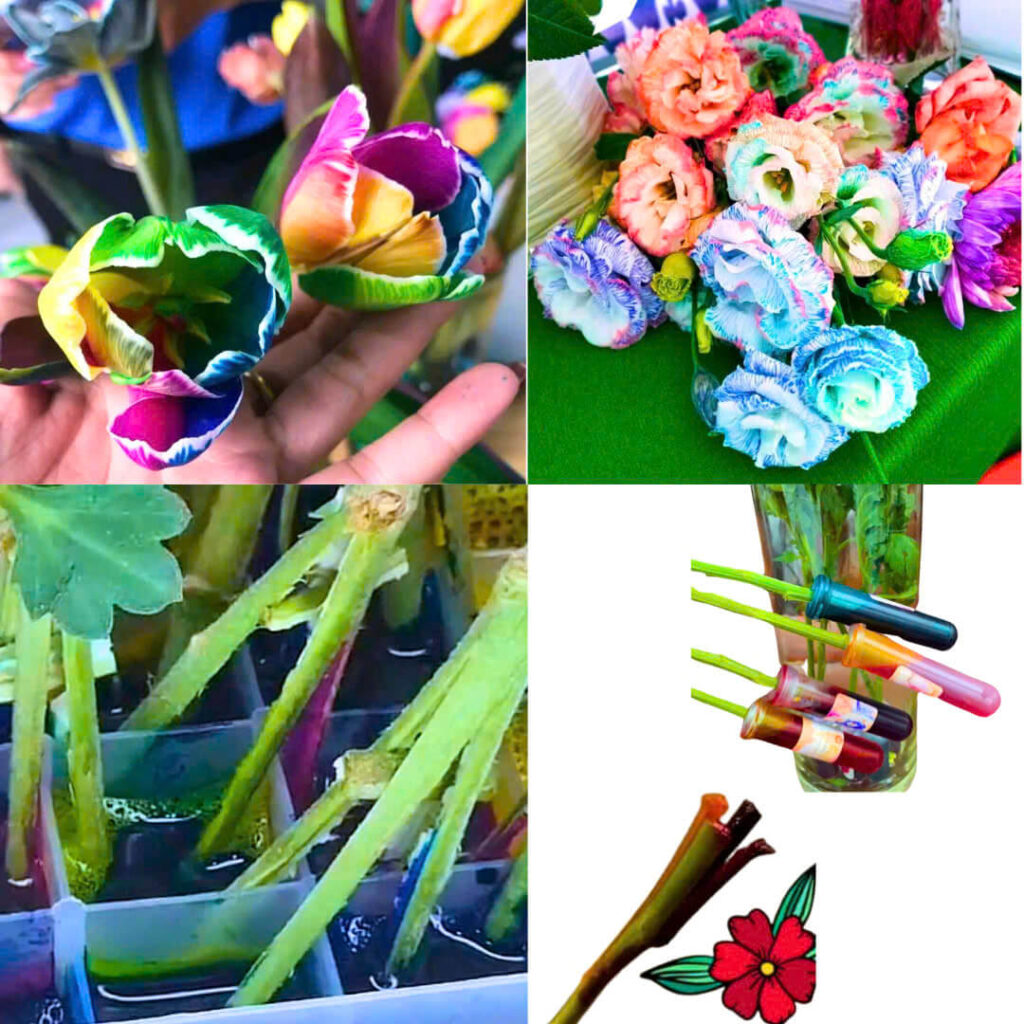 Nước Màu Nhuộm Hoa Tươi (Chai 1 Lít) dùng nhuộm hoa cắt cành đổi màu theo ý muốn