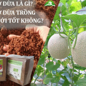 VIÊN MỤN XƠ DỪA ÉP HỮU CƠ 70 LÍT SƠ ĐÃ XẢ CHÁT NHẬP KHẨU ẤN ĐỘ