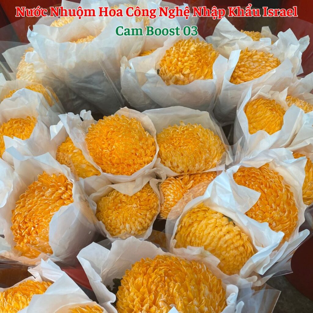 Nước Nhuộm Hoa Tươi Màu Cam Boost Pre 03