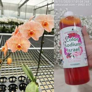 NHUỘM HOA LAN CHẬU ĐỔI MÀU BẰNG NƯỚC MÀU NHUỘM HOA TƯƠI CÔNG NGHỆ ISRAEL (DẠNG NƯỚC 1L)