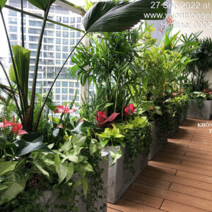 Trồng Cây Ban Công Chậu Đá Mài Cây Trong nhà có tưới tự động (trọn gói)