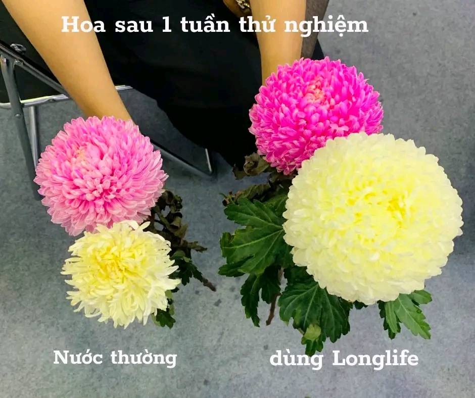 Gói Dưỡng Hoa Cắm Bình Tươi Lâu tại nhà