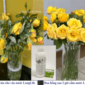 Nước Cắm Hoa Lâu Tàn Công Nghệ Mới 2022 Cho mọi Giai Đoạn Xử Lý Hoa
