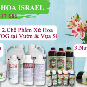 CÔNG NGHỆ BẢO QUẢN HOA SAU THU HOẠCH TOG CỦA ISRAEL