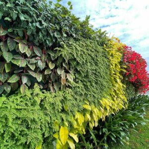 Khang Ngọc Khánh thi công Tường Xanh Nhà Phố Urban Greenwall Chậu nhập khẩu