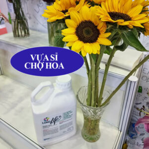 100L Nước Cắm Hoa Lâu Tàn Tại Shop Florist hiệu Longlife Sl nhập khẩu Israel