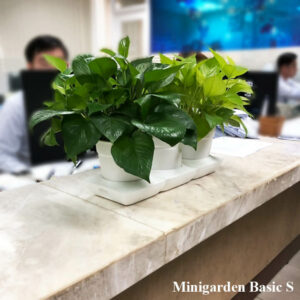 Bảo Dưỡng Cây Trong Nhà (Trọn gói) theo tháng và Cây Văn Phòng theo dịch vụ