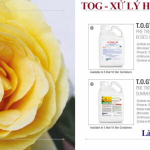 XỬ LÝ HOA KHO LẠNH TOG 75 ỨC CHẾ KHÍ ETHYLENE CẢ TRONG KHO VÀ VẬN CHUYỂN