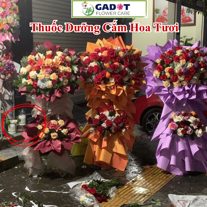 Bột Dưỡng Hoa Tươi LongLife SG 1KG Nhập Khẩu Israel