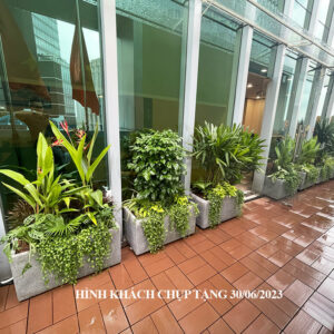 CHẬU ĐÁ MÀI CÂY TRỒNG BAN CÔNG TIẾT KIỆM CHI PHÍ (COMBO CHẬU + CÂY )