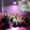Đèn Trồng Cây Trong Nhà Grow Light Bulb 45W – Kích Thích Cây Phát Triển Khỏe Mạnh