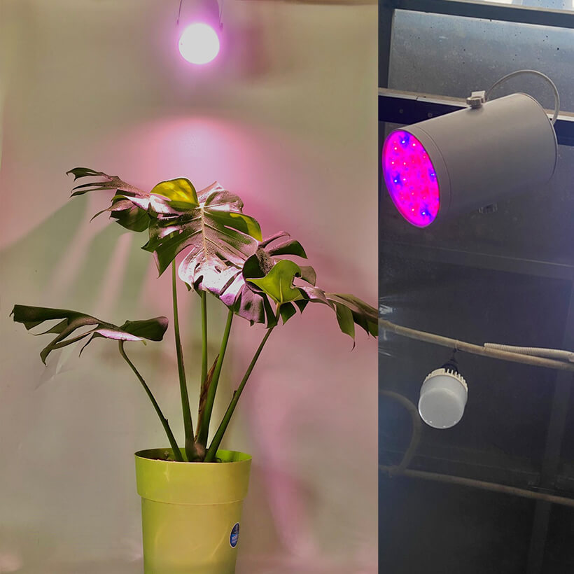 Đèn Trồng Cây Trong Nhà Grow Light Bulb 45W