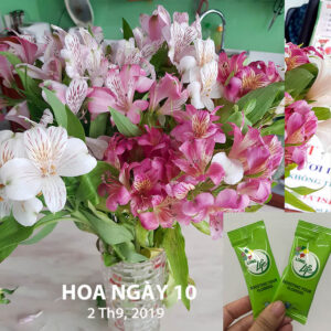 Thuốc Cắm Hoa Thủy Tiên Lâu Tàn (Combo 50 gói) Longlife 5gr pha 1L nước cắm hoa tươi an toàn