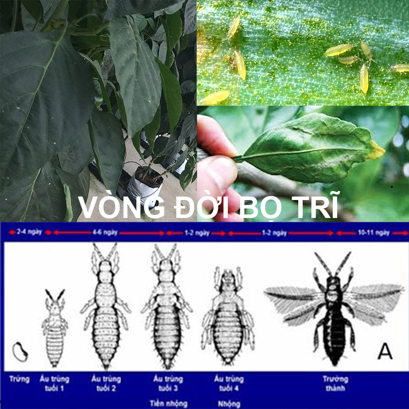 keo dính màu xanh Bọ Trĩ nhập khẩu Israel Blue Trap