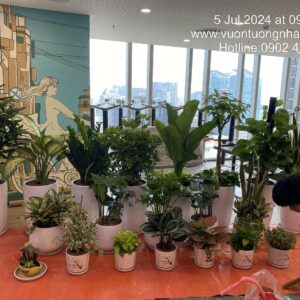 Trồng Cây Văn Phòng Theo Thiết Kế và Phong Thủy (Combo Trọn gói)