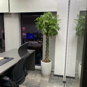 Bán Cây Văn Phòng - Cây Kim Ngân Thắt Bím kèm Chậu Sứ (thi công trồng Trọn gói)