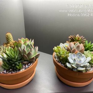 Bán Cây Sen Đá Văn Phòng Trang trí trên bàn làm việc (Combo đi chợ mua cây giúp bạn)