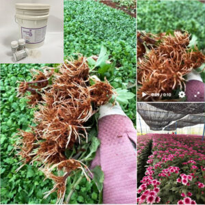 Thuốc Kích Rễ Israel nhân giống cây hoa cúc ra rễ nhanh T3