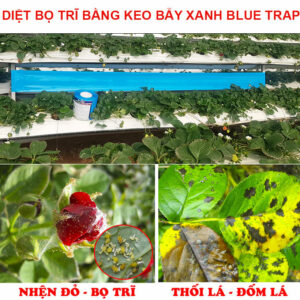 Keo dính XANH Diệt Bọ Trĩ nhập khẩu Israel Blue Trap (Combo 10 mét) gây hại nông nghiệp với thời gian trên 8 tháng chịu mưa nắng và nước tưới