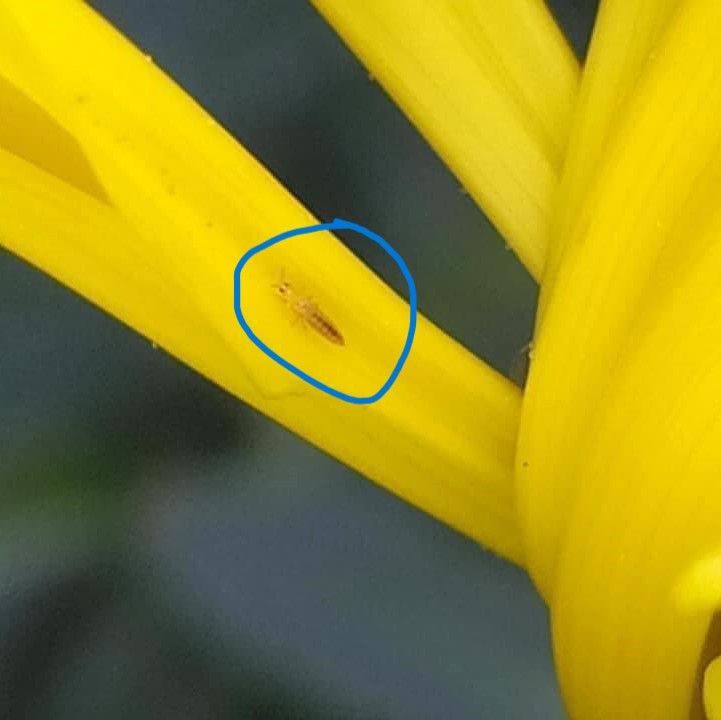 Bọ Trĩ trên hoa cúc