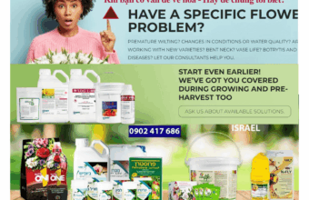 Công nghệ Xử Lý Hoa Tươi TOG & Longlife Israel là gì?