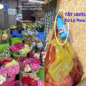 Thuốc Tẩy Javel có giúp hoa tươi không? Bột CLO TOG 6 giúp thay thế Javel tốt hơn?