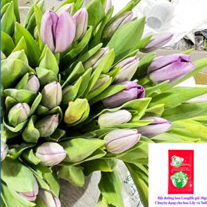 Chăm sóc Hoa Tulip tươi lâu Hiệu Longlife Bulbs (10 gói pha 10L nước cắm hoa Lily, Đồng Tiền và Thủy Tiên