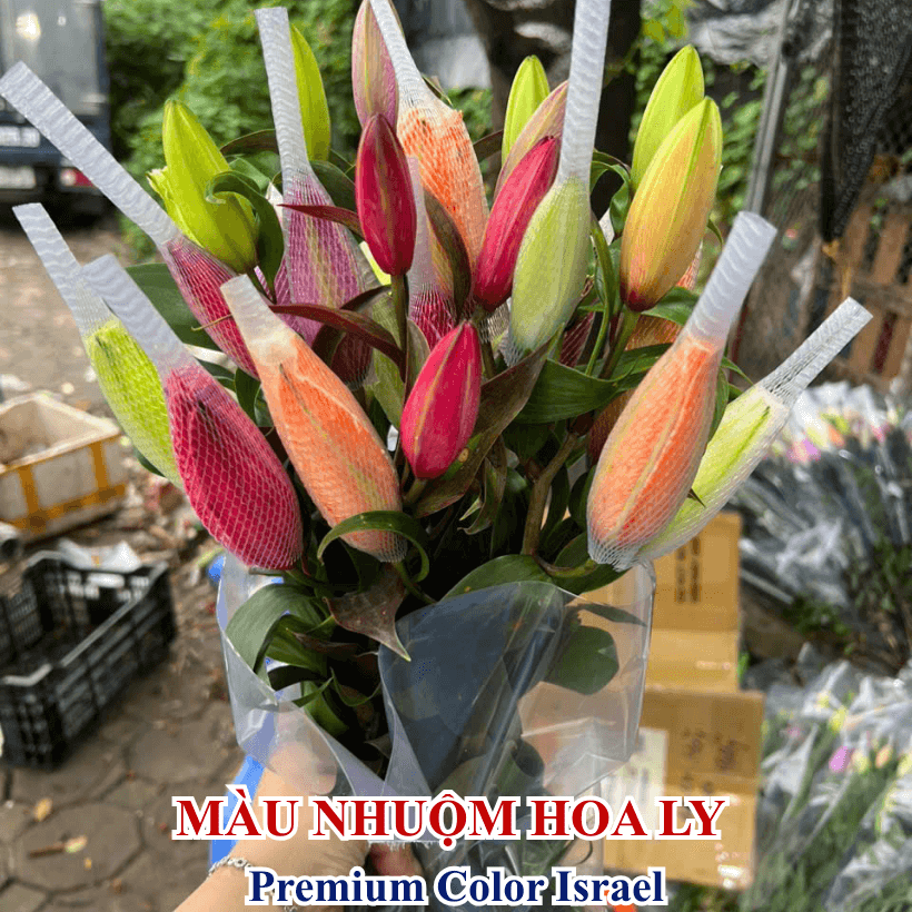 Nước Nhuộm Màu Hoa Ly Đậm đặc nhập khẩu Israel