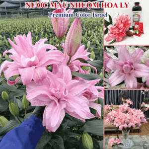 Thuốc Nước Nhuộm Màu Hoa Lily Hồng Phấn (1L đậm đặc pha 10L màu nhuộm chuyên cho Lily)