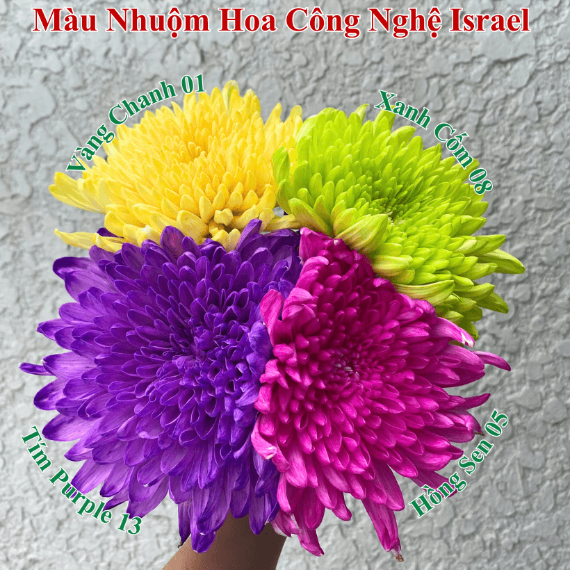 Bột Màu Nhuộm Hoa Tươi Hũ 500gr giá rẻ