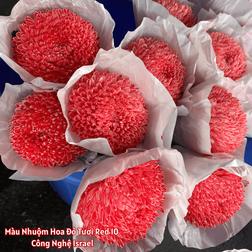 Nước Nhuộm Hoa Màu Đỏ Tươi Red 10 Color Premium Israel