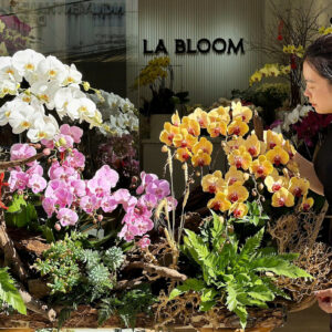 Bán Chậu Hoa Lan hồ điệp với ý nghĩa từng màu hoa lan cho những thông điệp tốt lành