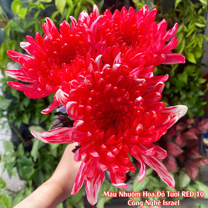 Bột Nhuộm Hoa Màu Đỏ Tươi Red 10 Nhập Khẩu Israel