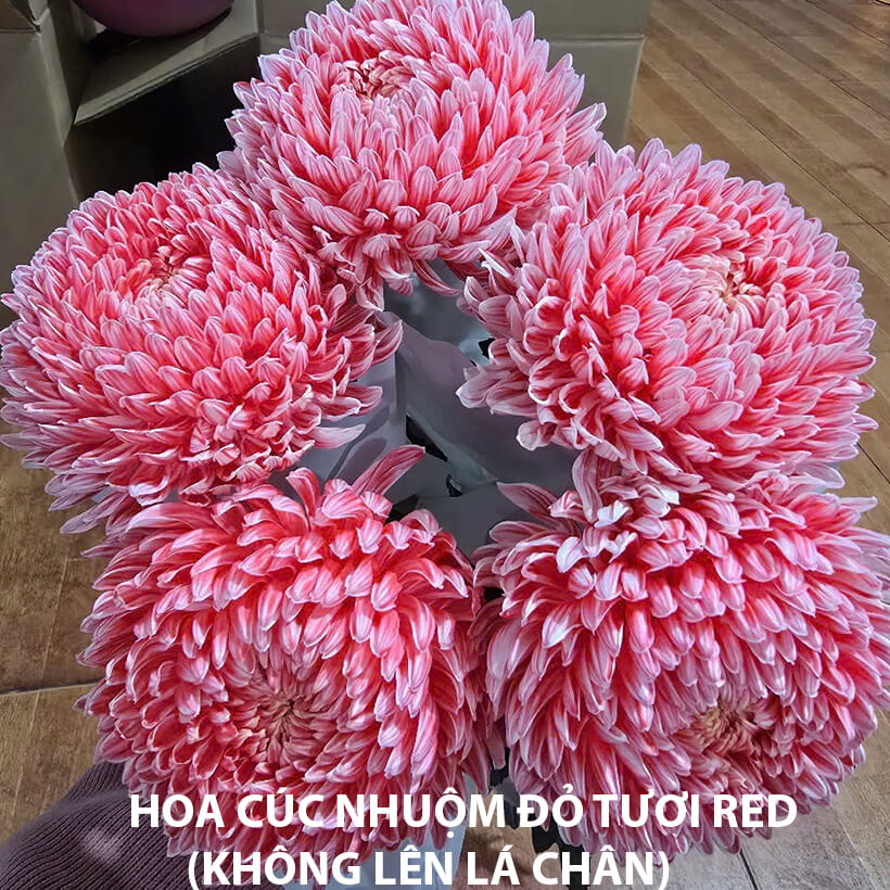 Bột Nhuộm Hoa Màu Đỏ Tươi Red 10 Nhập Khẩu Israel