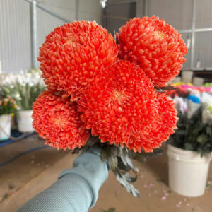 Thuốc Màu Nhuộm Hoa Cúc mẫu đơn không cháy lá (đậm đặc)