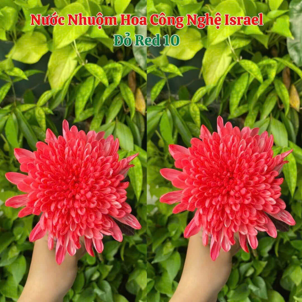 Bột Nhuộm Hoa Tươi Màu Đỏ Red