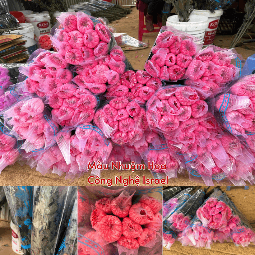 Bột Nhuộm Hoa Tươi Màu Đỏ Red