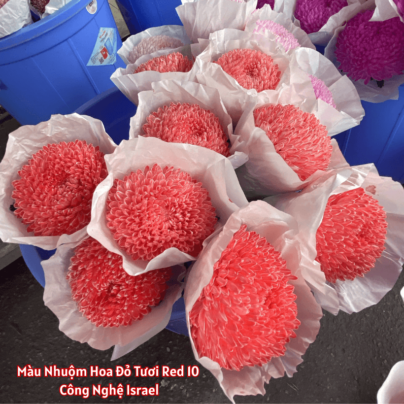 Bột Nhuộm Hoa Tươi Màu Đỏ Red