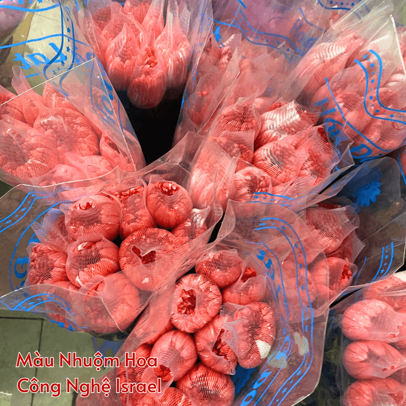 Bột Nhuộm Hoa Tươi Màu Đỏ Red