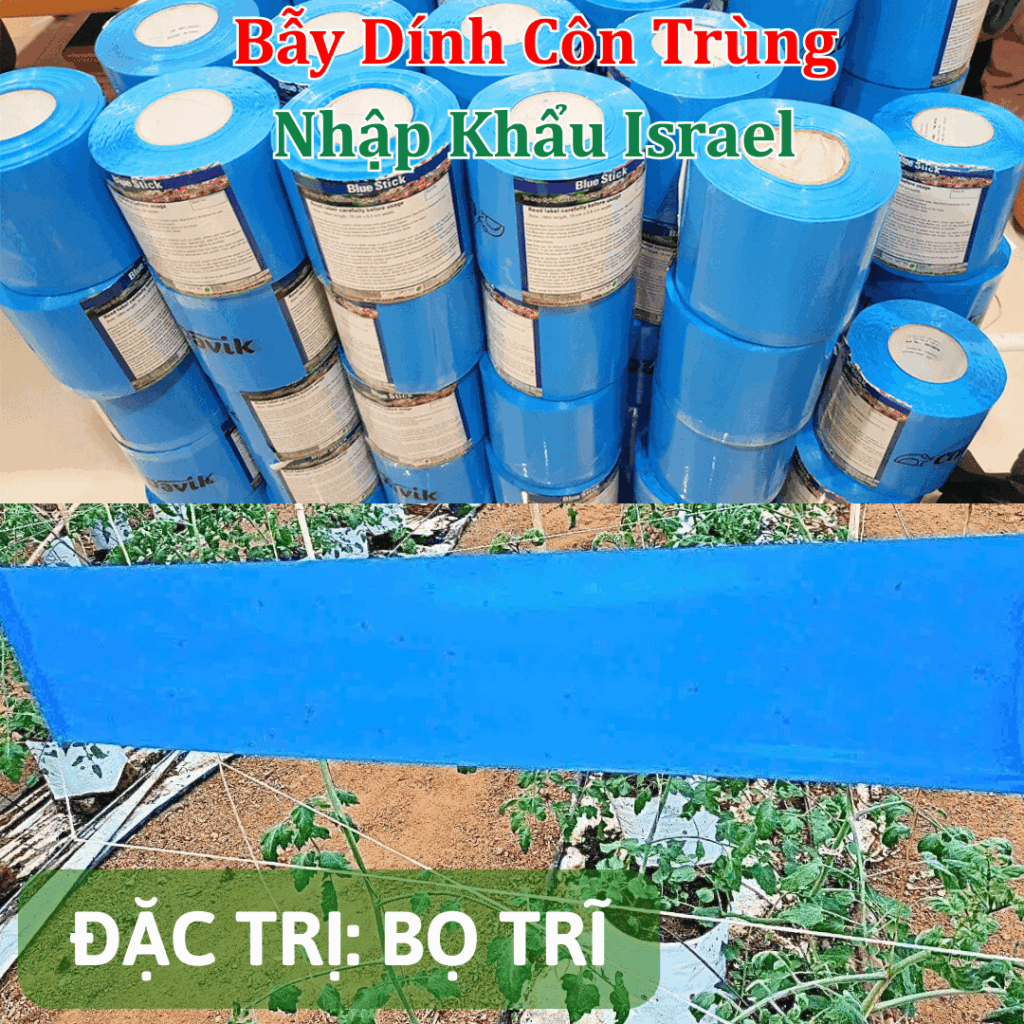BẪY XANH DIỆT BỌ TRĨ CÂY MẮC CA BLUE TRAP