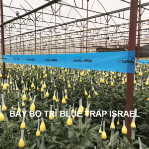 Keo Dính Màu Xanh Bẫy Bọ Trị Nhập Khẩu Israel (Blue Trap) an toàn và hiệu quả