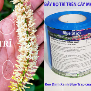 Bẫy Bọ Trĩ trên cây Macca bằng Keo Dính Blue Trap nhập khẩu Israel (cuộn 100m)