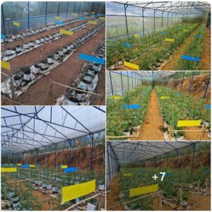 Keo Bẫy Màu Vàng Côn Trùng Nông Nghiệp Israel