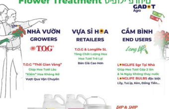 Tại Sao phải xử lý hoa tươi lâu công nghệ TOG Israel