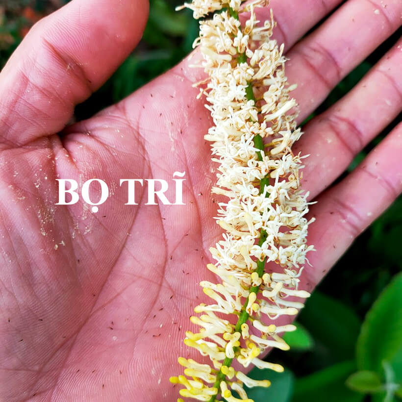 Bẫy Bọ Trĩ cây Macca bằng Keo Dính Blue Trap