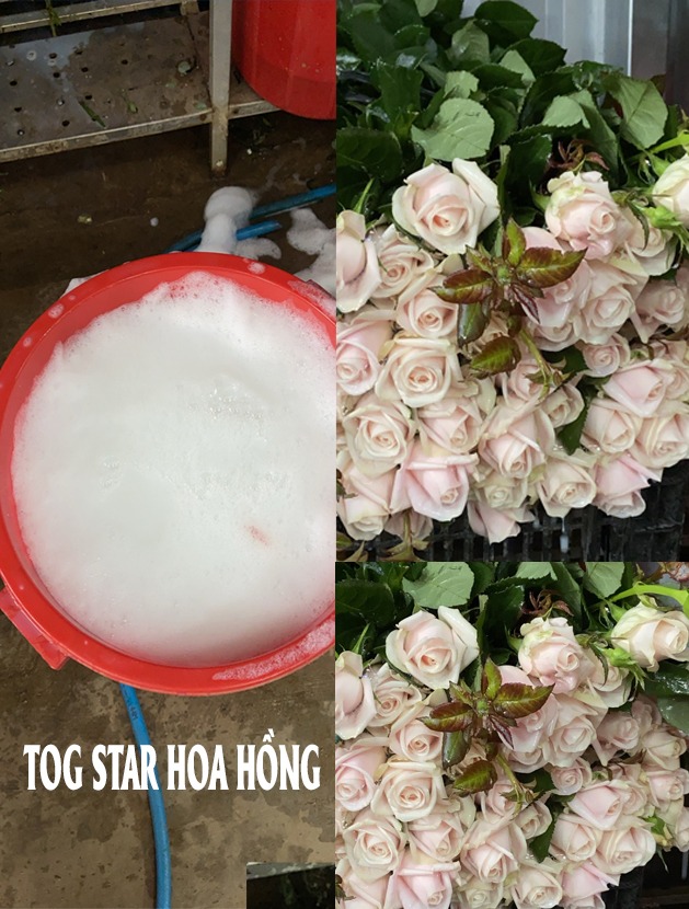 Diệt Trị Hoa Hồng Bị Bệnh Nấm Mốc Xám TOG Star 