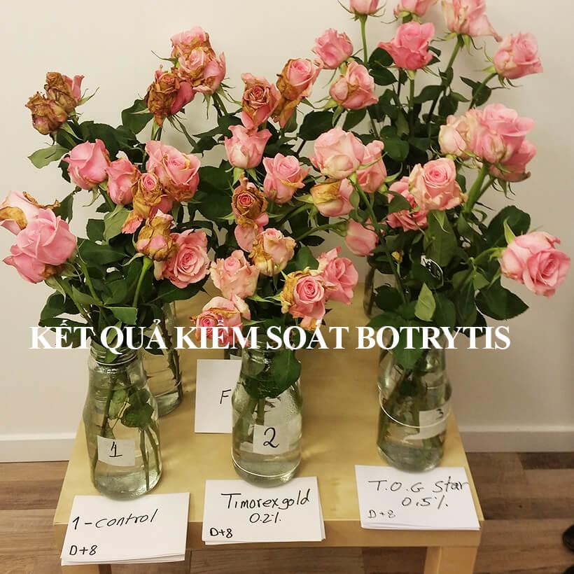 Thuốc Trị Nấm Mốc Xám Hoa Hồng TOG Star Nhập Khẩu Israel